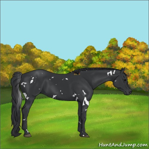 Horse Color:White Spotted Black