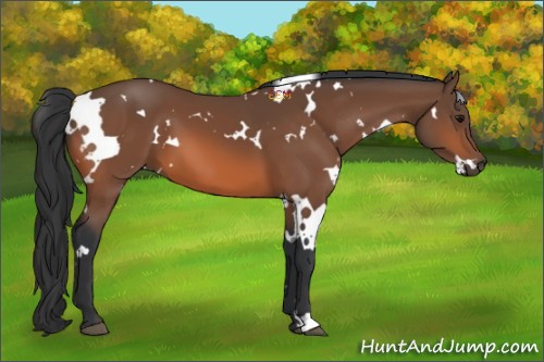 Horse Color:White Spotted Bay