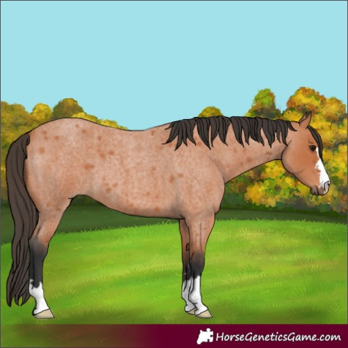 Horse Color:Bay Roan 