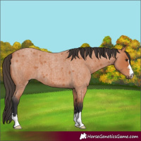 Horse Color:Bay Roan 