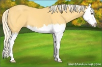 Horse Color:Palomino Splash 
