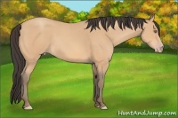Horse Color:Amber Champagne 