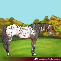 Horse Color:White Spotted Bay Appaloosa