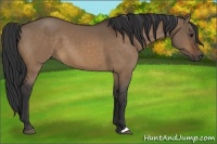 Horse Color:Bay Dun