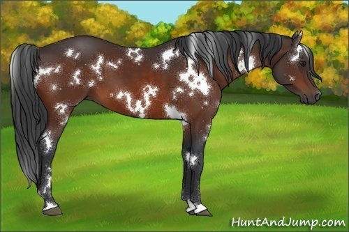 Horse Color:White Spotted Bay 