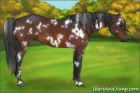 Horse Color:White Spotted Bay 