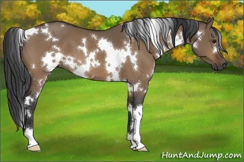 Horse Color:White Spotted Bay Dun