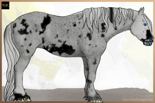 Horse Color:ERROR: UNKNOWN ANOMALY