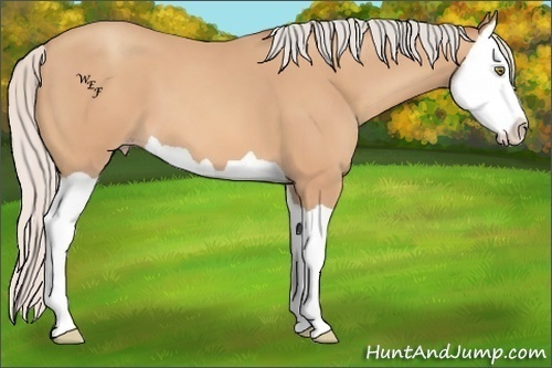 Horse Color:Silver Amber Champagne Splash 