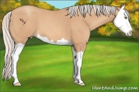 Horse Color:Silver Amber Champagne Splash 