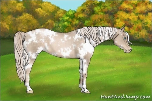 Horse Color:White Spotted Chocolate Palomino Pearl 