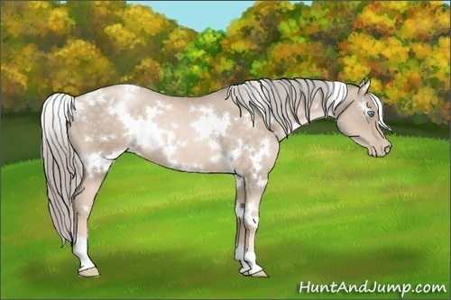 Horse Color:White Spotted Chocolate Palomino Pearl