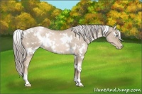 Horse Color:White Spotted Chocolate Palomino Pearl