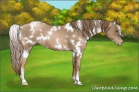 Horse Color:White Spotted Liver Chestnut Pearl 