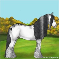 Horse Color:White Spotted Grullo Chinchilla Sabino Frame Brindle 