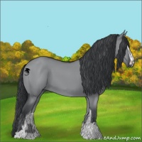 Horse Color:Grullo Chinchilla Sabino