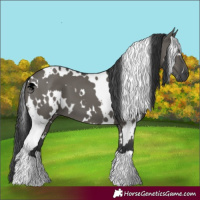 Horse Color:White Spotted Grullo 