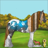 Horse Color:Painted White Spotted Grullo Tobiano