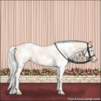 Horse Color:White Spotted Cremello 