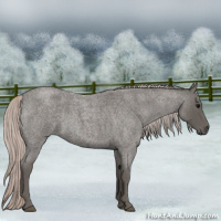 Horse Color:Silver Blue Roan 