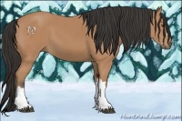 Horse Color:Buckskin 
