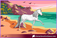 Horse Color:Liver Chestnut Appaloosa 