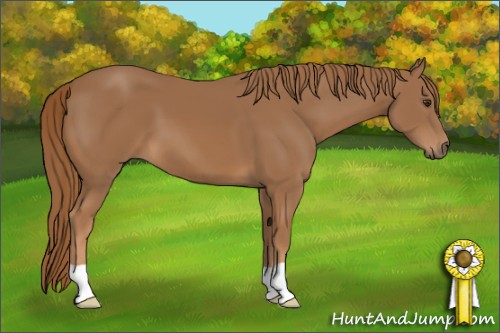 Horse Color:Chestnut 