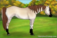 Horse Color:Void Red Dun Onyx Sabino Splash 