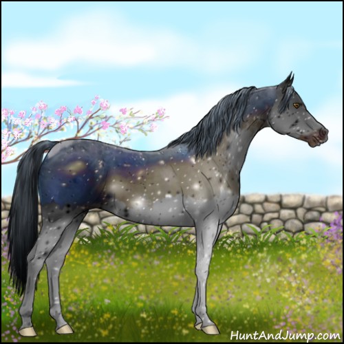 Horse Color:ERROR: UNKNOWN ANOMALY