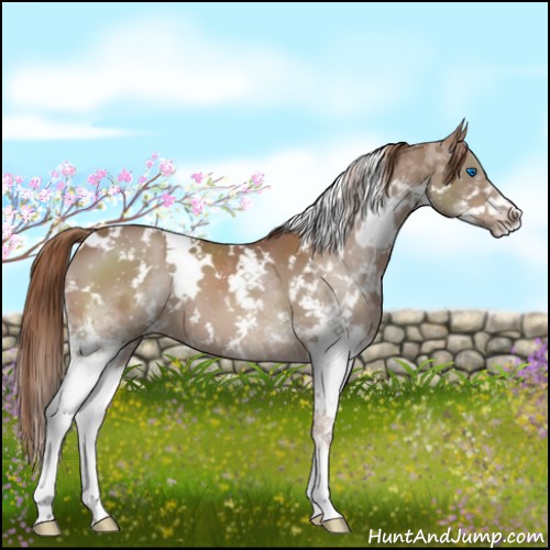 Horse Color:White Spotted Liver Chestnut Splash
