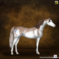 Horse Color:Liver Chestnut Splash Rabicano 