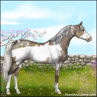Horse Color:White Spotted Liver Red Dun Frame 