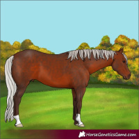 Horse Color:Silver Brown 
