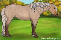 Horse Color:Silver Brown Roan Dun 