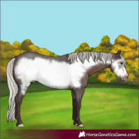 Horse Color:Silver Brown Roan Frame