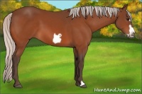 Horse Color:Silver Bay Frame 