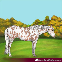 Horse Color:Silver Bay Roan Frame Appaloosa 