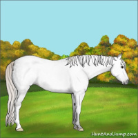 Horse Color:Gray Silver Brown Roan
