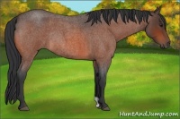 Horse Color:Brown Roan Rabicano