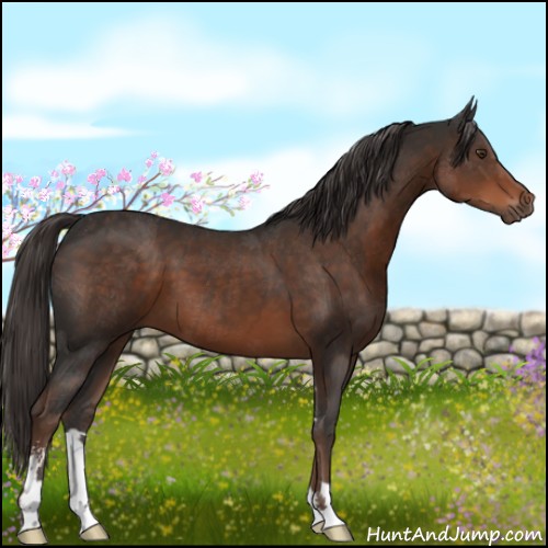 Horse Color:Liver Chestnut Sabino
