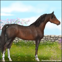 Horse Color:Liver Chestnut Sabino 