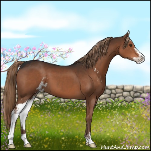 Horse Color:Liver Chestnut Sabino 