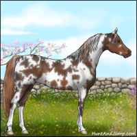 Horse Color:White Spotted Liver Chestnut 