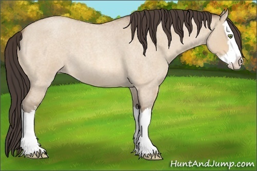 Horse Color:Amber Champagne Roan Dun Sabino Splash 