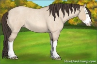 Horse Color:Amber Champagne Roan Dun Sabino Splash 