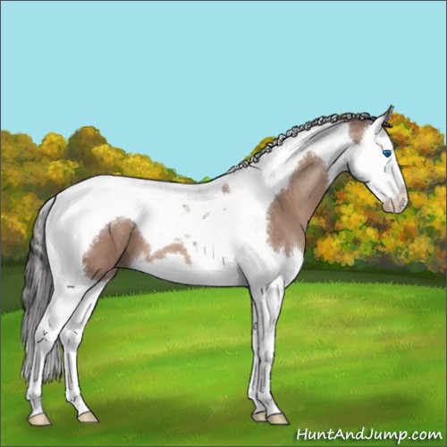 Horse Color:Sable Champagne Splash Tobiano 