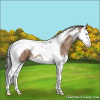 Horse Color:Sable Champagne Splash Tobiano 