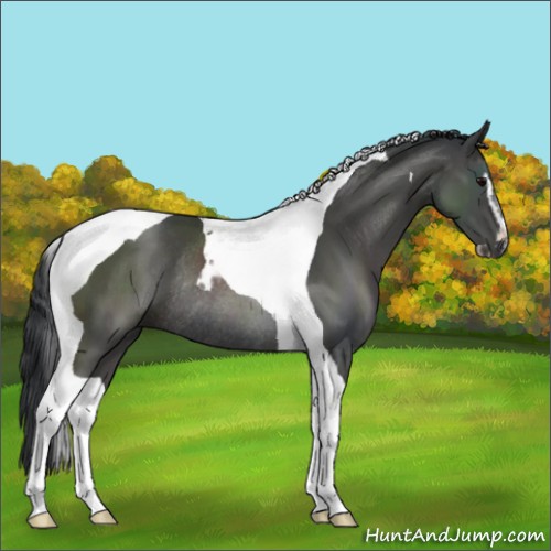 Horse Color:Black Sabino Tobiano Rabicano 
