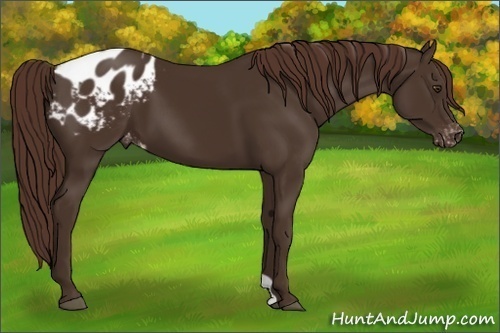 Horse Color:Liver Chestnut Appaloosa 