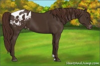 Horse Color:Liver Chestnut Appaloosa 